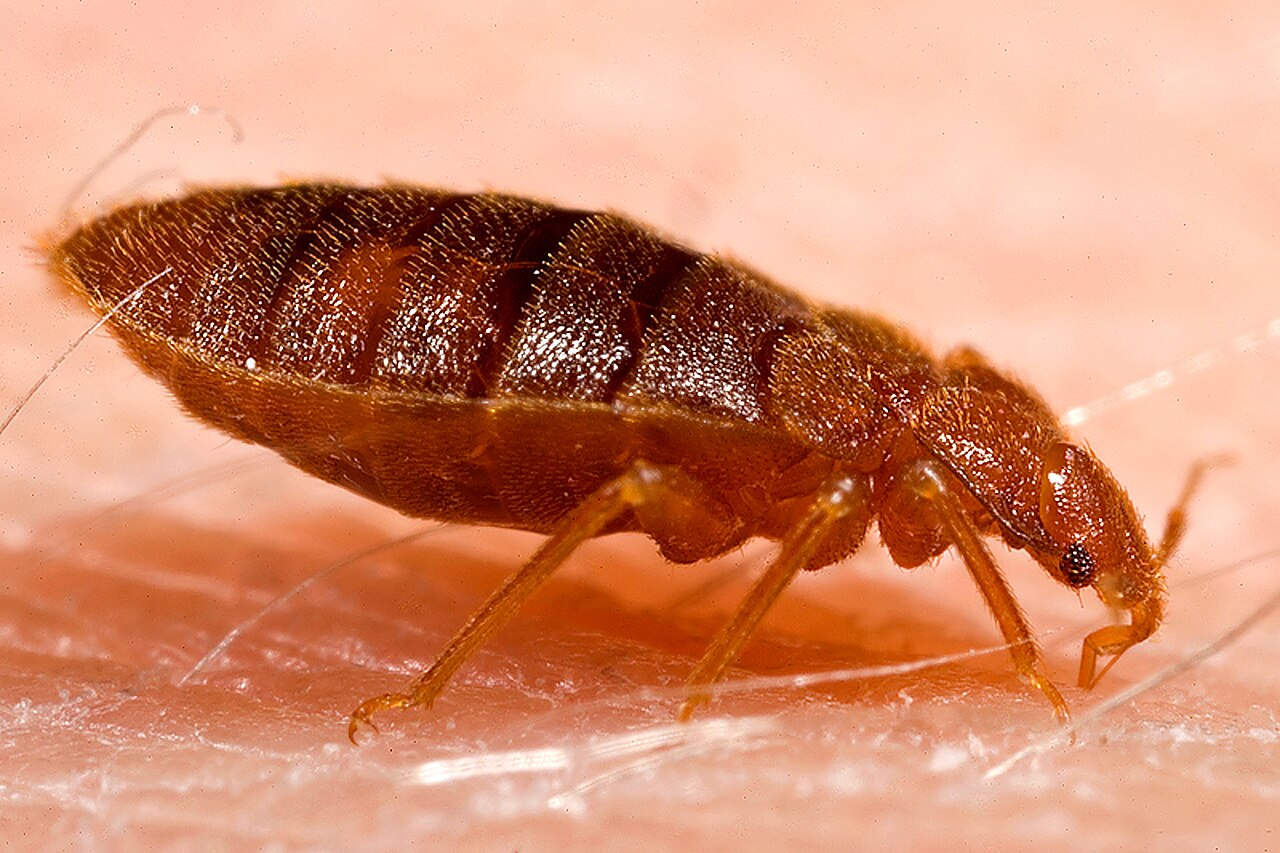 Bed Bugs — Cimex lectularius — photographed for identification