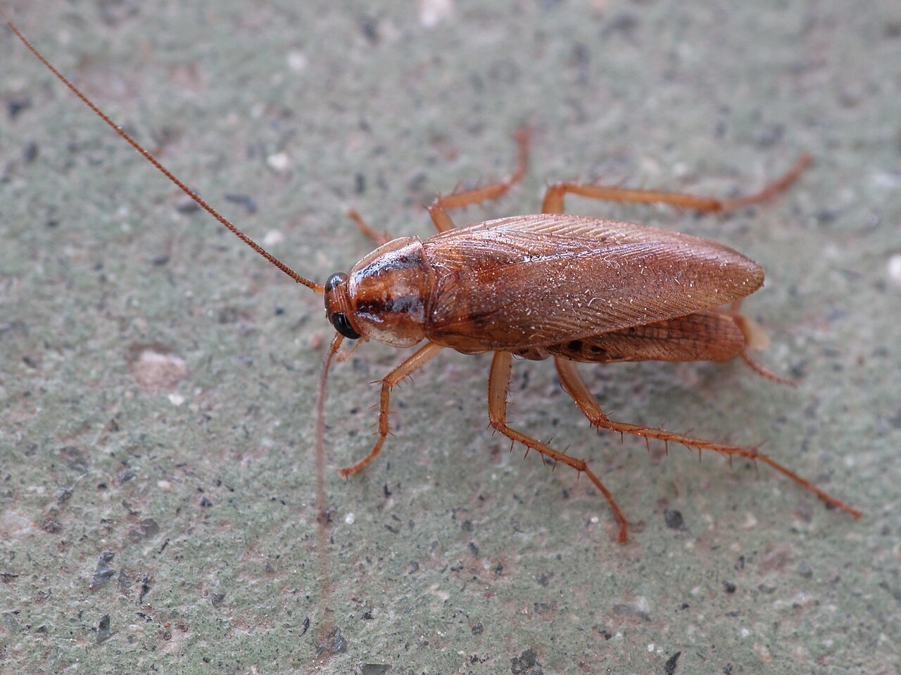 Cockroaches — Blattodea — photographed for identification