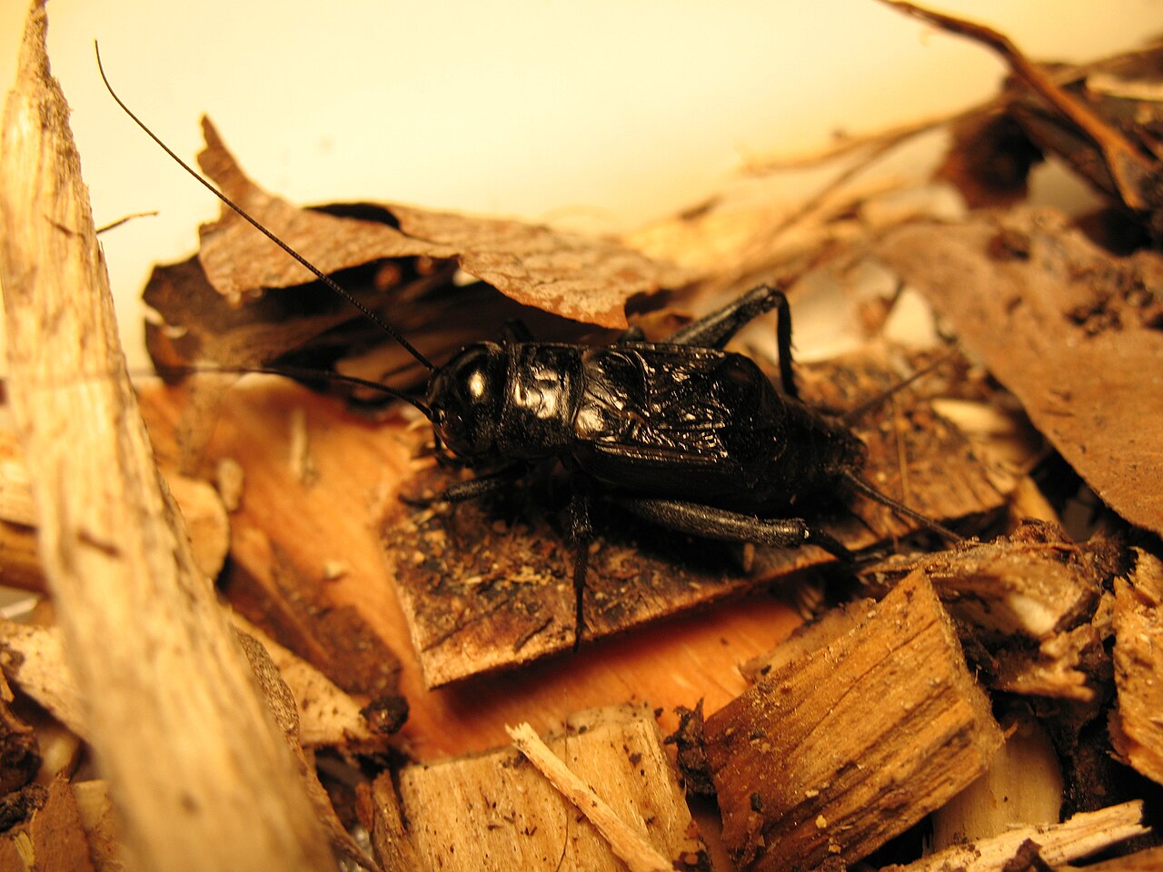Crickets — Gryllidae — photographed for identification