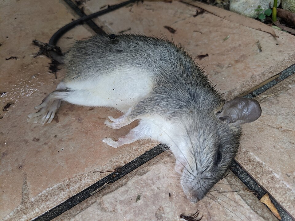 Mice — Mus musculus — photographed for identification